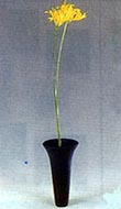 s^-a.JPG (7291 bytes)