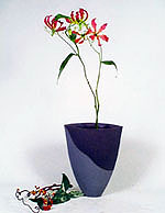 A-SC-�L�ѵ�-1.JPG (11584 bytes)