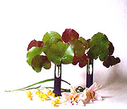 ��ѷR(�ۥѪ�)A-1.JPG (14662 bytes)